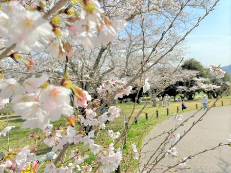 【岡山】桜開花！！！
