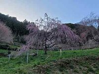 ブログ桜.jpg