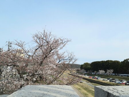 【岡山】さくらリポート①