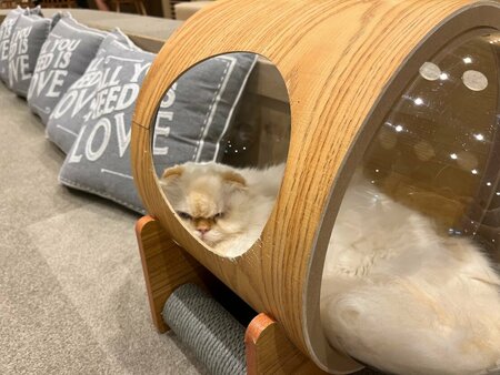 猫カフェ (5).jpg