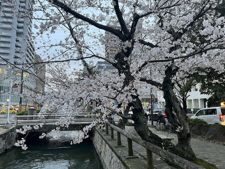 【岡山】桜が咲いていました(*^_^*)🌸