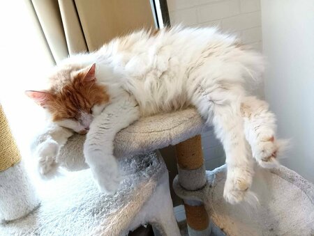 【岡山】ねこプロ専攻でねこカフェ🐱