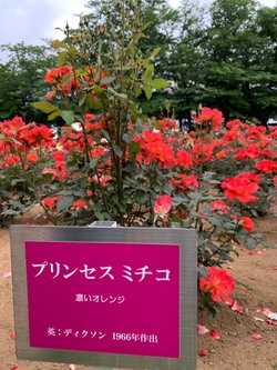 【大宮第二】スケッチ！！ in 薔薇園 ☆後編☆