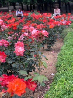 【大宮第二】スケッチ！！ in 薔薇園 ☆前編☆