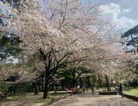 【大宮東口】春爛漫！桜が満開ですね♪