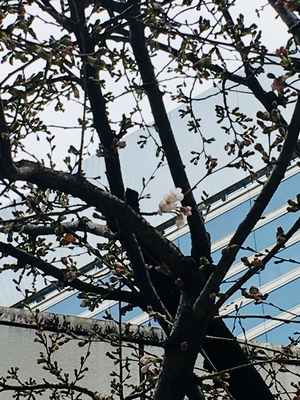 桜開花!.jpg
