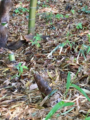 【大宮】雨後のナントカ