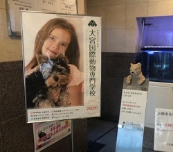 【大宮】ペット専攻☆ネコちゃんとの実習☆