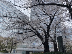 【大宮】在校生へ☆お知らせ（桜☆満開です☆彡）