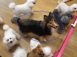 どの犬種？.jpg