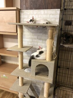 【大宮】保護猫カフェ