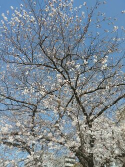 【大宮】桜のとらえ方🌸