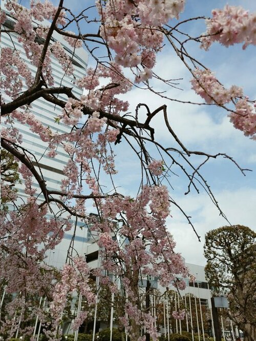 【大宮】進級生の皆さんへ　４月の最初の登校日について