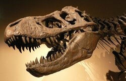 1280px-Palais_de_la_Decouverte_Tyrannosaurus_rex_p1050042.jpg