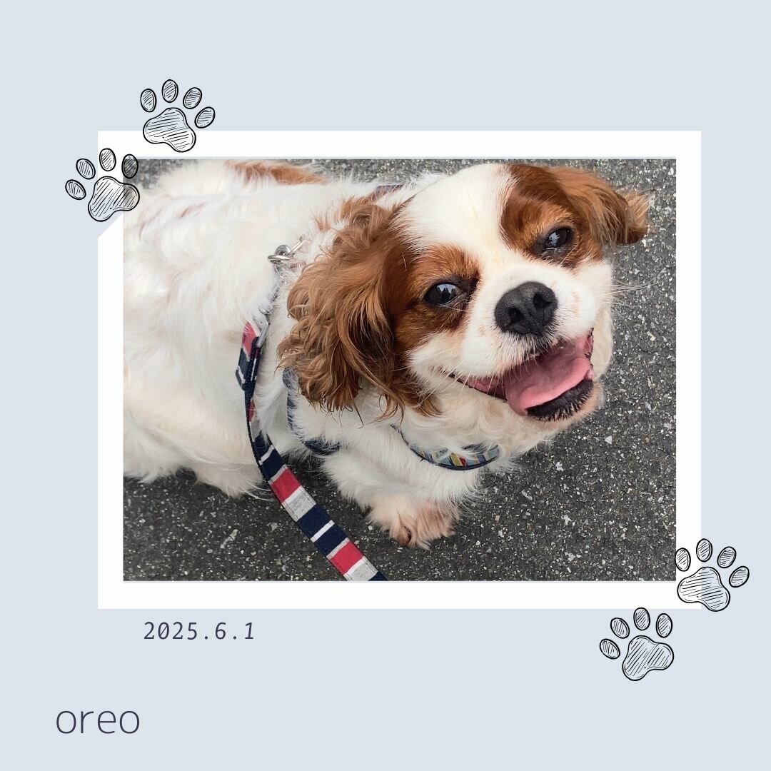 oreo.jpg