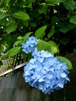 【大阪】雨の季節になりました☺