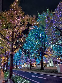 【大阪心斎橋】イルミネーションの季節がやってきました🌲✨