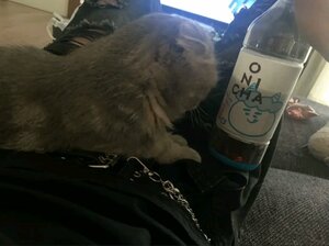 line_oa_chat_260512_085738.jpg
