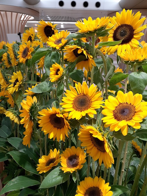 【なんば】地下道に咲く ひまわりの花