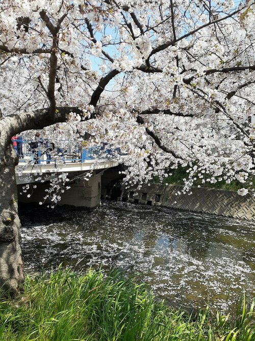 【なんば】春休み、桜を見に遠出も良いかも（コロナ対策と共に）