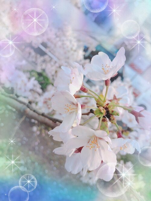 【なんば】桜が咲き始めました☆