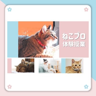 （ねこ好き必見！）【なんば】2月3日（土）ねこプロ体験会実施します✨