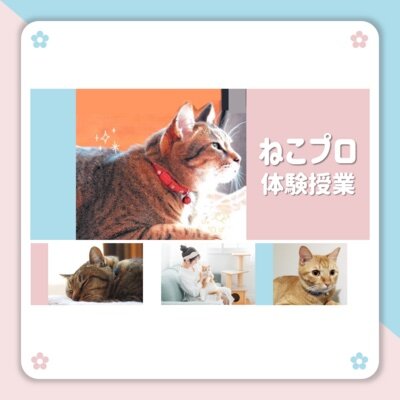 （ねこ好き必見！）【なんば】2月3日（土）ねこプロ体験会実施します✨