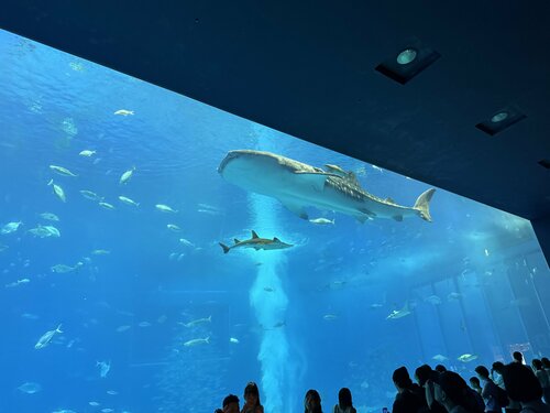 【なんば】美ら海水族館に行きました🐠
