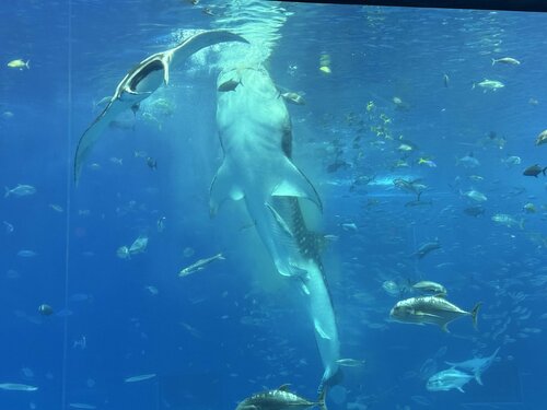 【なんば】美ら海水族館へGO🐠