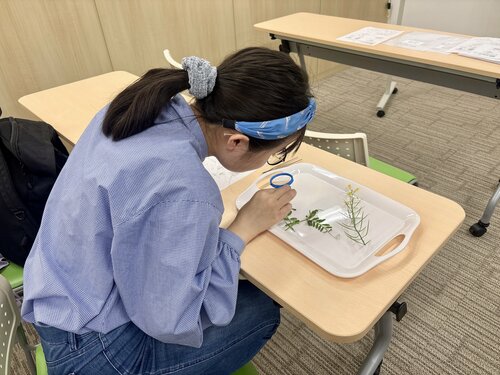 【なんば】「知りたい！」が学びの原動力。通常授業で花のつくりを観察しました🌸🔍✨