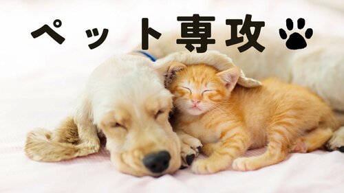 【なんば】ペット専攻で夢を叶えよう✨「好き」を仕事に、未来をもっとハッピーに！