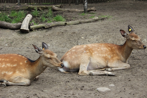 動物園③.JPG