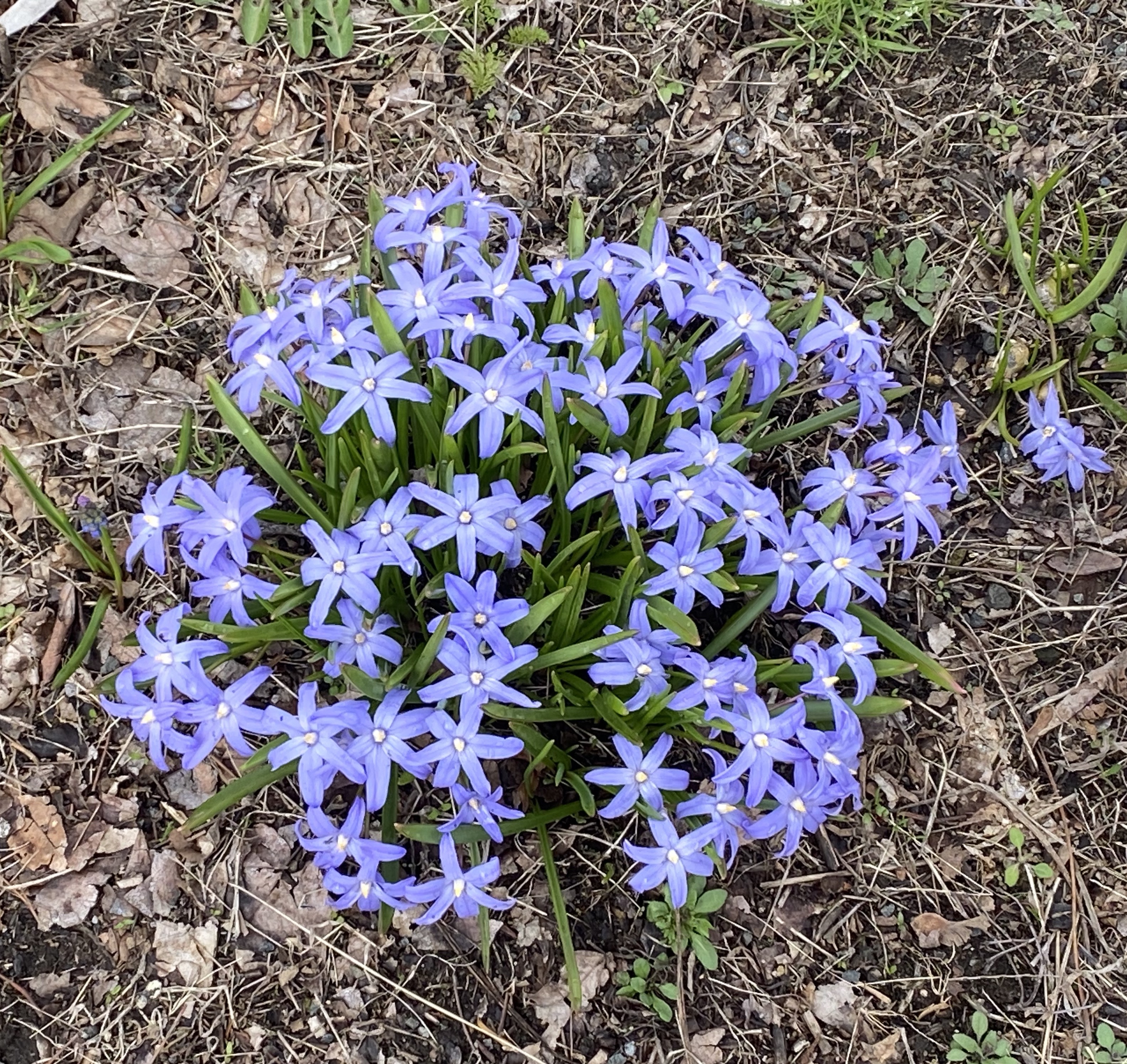 春の花_雪解花.jpg