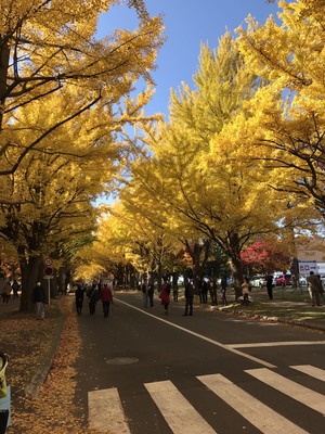 【札幌大通】秋を感じに・・・
