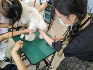 【札幌大通】ペット授業～トリミング編✂～