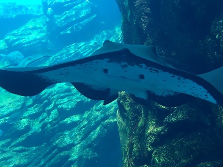 【仙台】仙台うみの杜水族館へ行って来ました