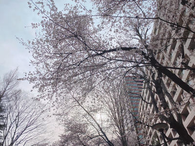 五橋公園桜20210330.jpg