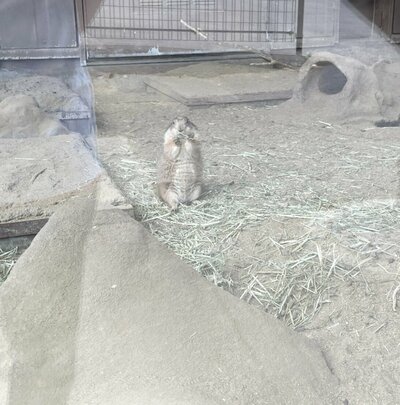 2022.05.27　動物園（プレーリードッグ）.jpeg