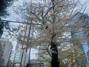 【新宿】サクラ咲く季節ですね！🌸