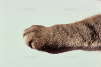 猫の手.jpg
