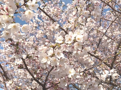 【高松】　桜の季節です