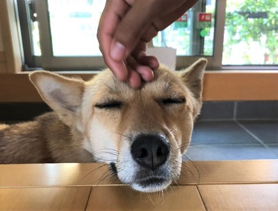 s-可愛い犬.jpg