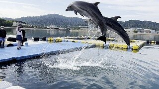 【高松】ドルフィントレーナー専攻の体験🐬✨