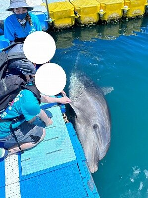 【高松】ドルフィントレーナー専攻の体験🐬✨