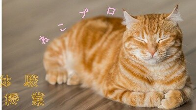 s-ねこプロ.jpg