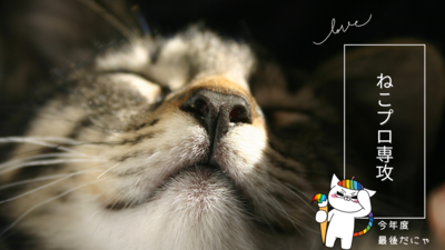 【高松】ねこ好き集合！！！🐈🐈🐈