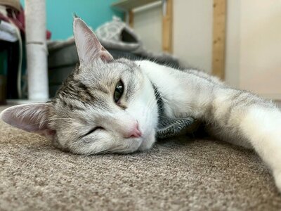 【高松】ねこプロ😺実習の様子😍