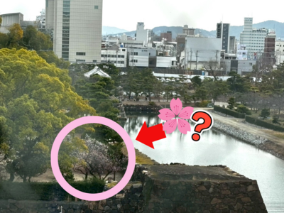 【高松】もう春です😳🌸