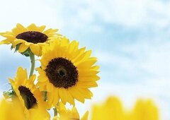 【高崎】夏休みのお知らせ