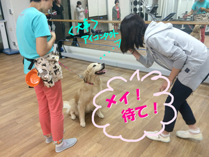 ペット3.jpg
